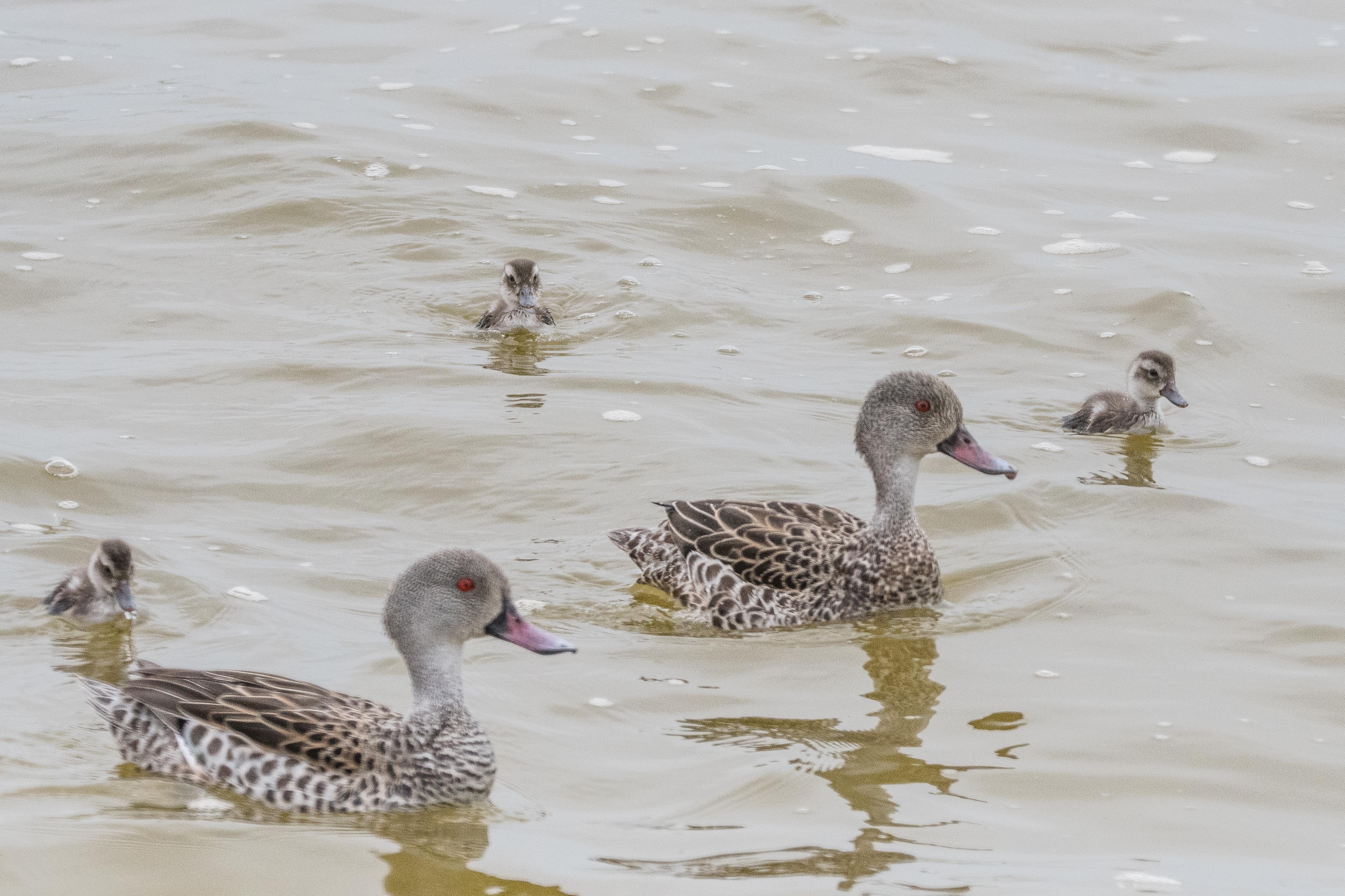 Canards ou sarcelles du Cap (Cape teal, Anas capensis), couple adulte avec 3 canetons, Walvis bay, Namibie.